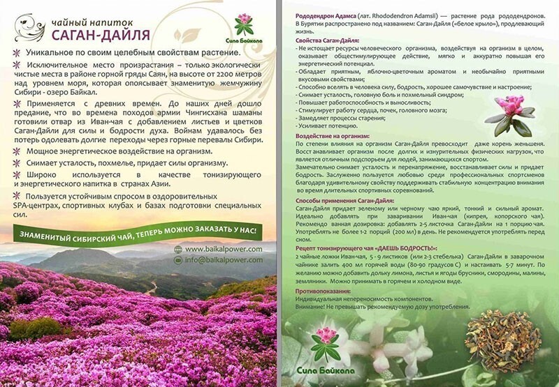 Народная панацея для укрепления иммунитета и восстановления сил это – «служба безопасности» организма.