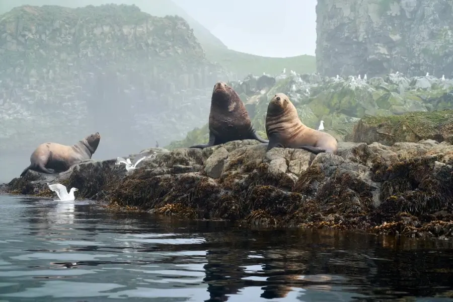 Сахалин, замечал Чехов, своими очертаниями похож на рыбу.