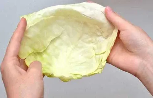 Капуста белокочанная – королева огородов ее необыкновенные целебные свойства