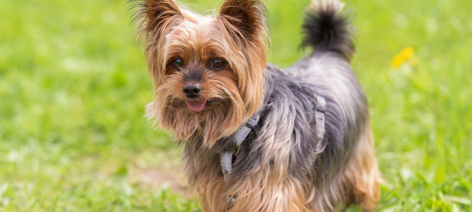 Лучшие породы собак для содержания в квартире