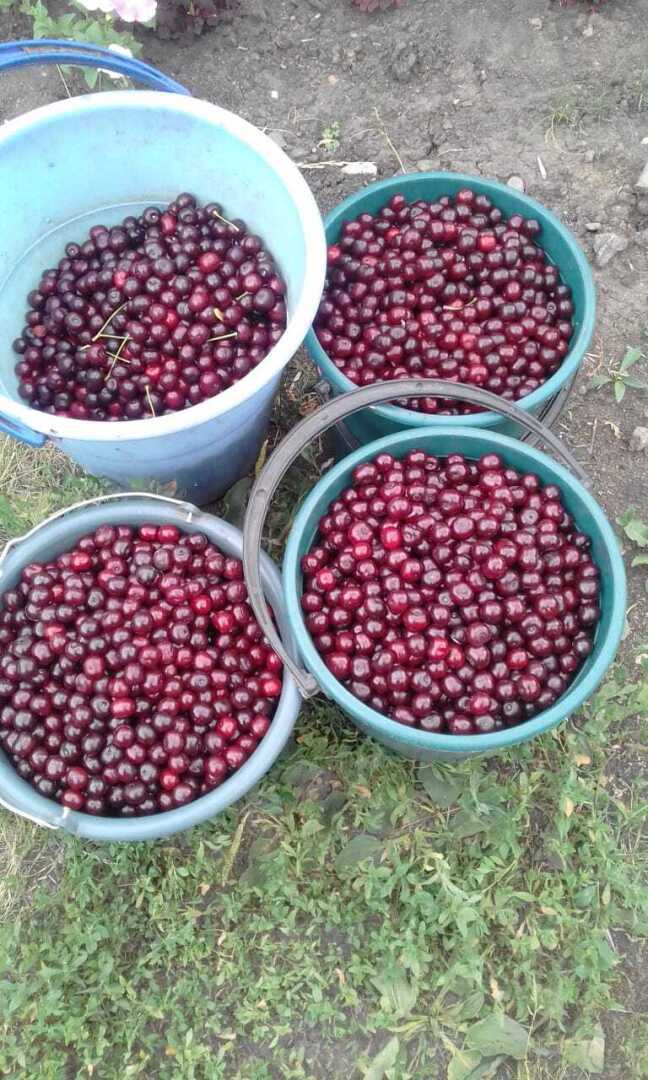 Мой любимый сад: из чеховского вишневого преобразовался в черешнево-вишневый сад. Очередная моя публикация в журнале и очередной гонорар.