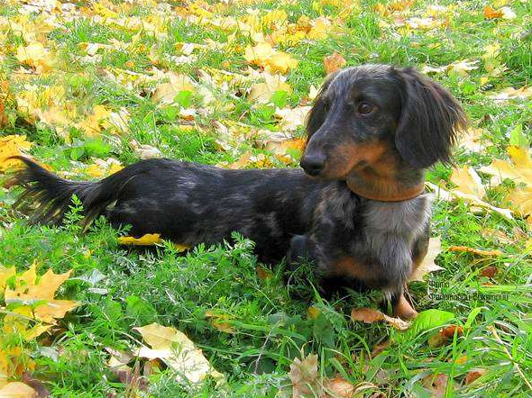 Таксы, разновидности