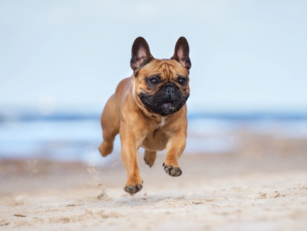 Лучшие породы собак для содержания в квартире