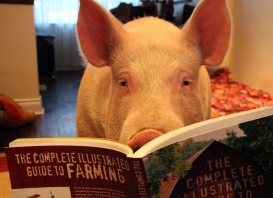 Учитель из колледжа: выход или ловушка?