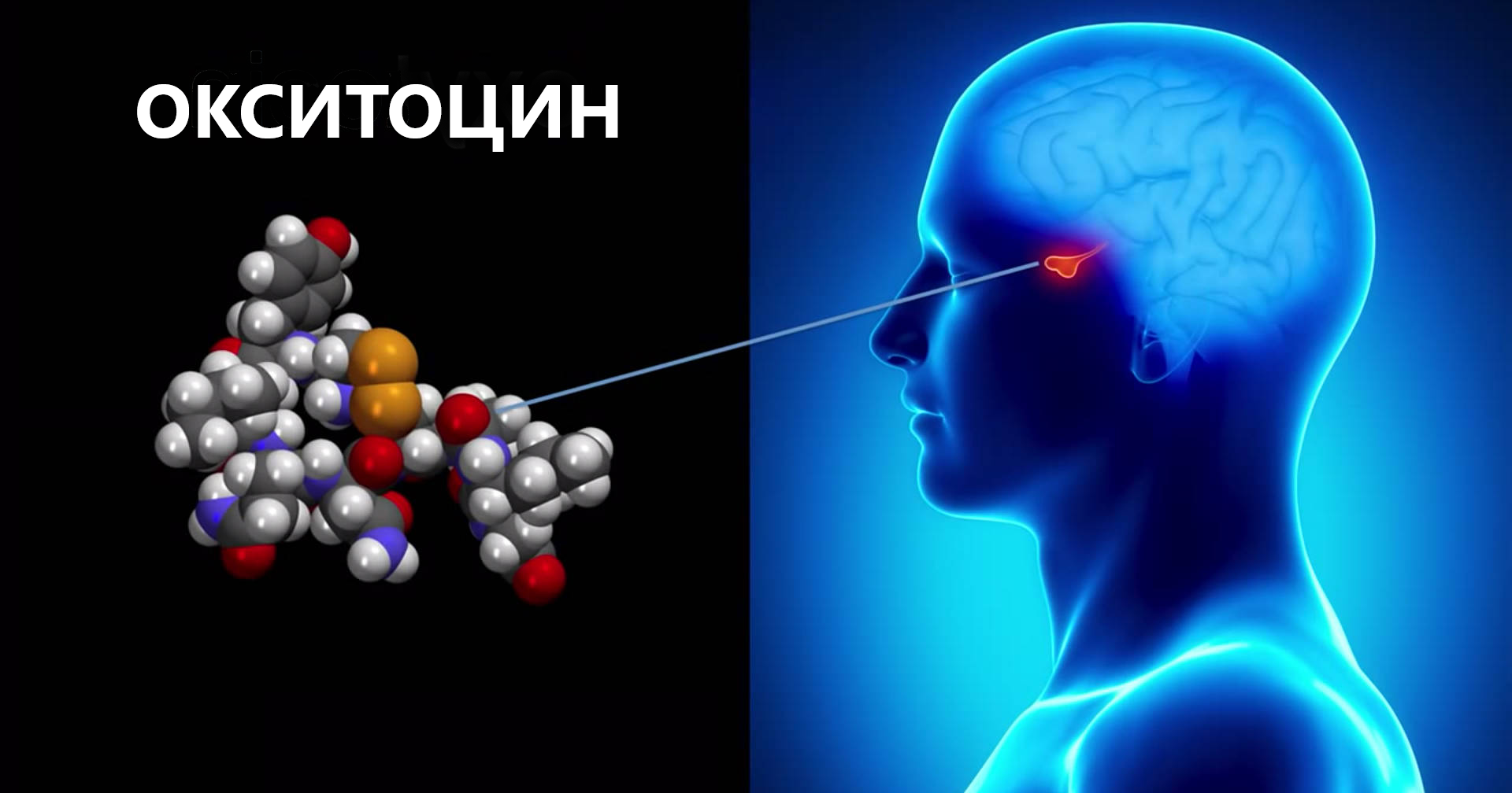 Гормон окситоцин картинки