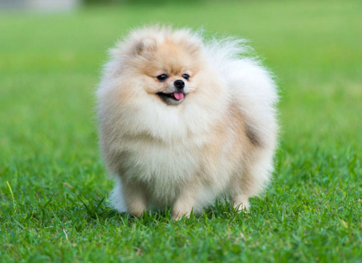 Померанский шпиц медвежьего типа - медвежонок из мультика