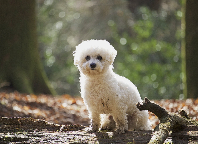 Лучшие породы собак для содержания в квартире