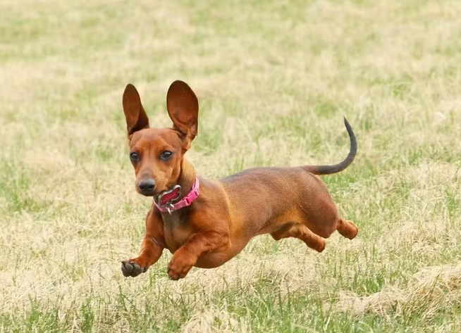 Такса - маленькая, но отважная охотница