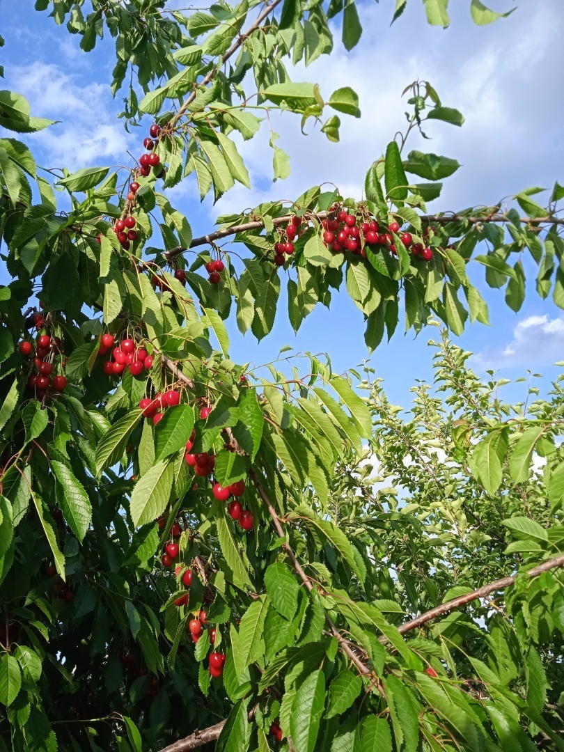 Мой любимый сад: из чеховского вишневого преобразовался в черешнево-вишневый сад. Очередная моя публикация в журнале и очередной гонорар.