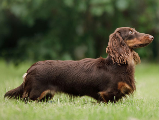 Таксы, разновидности