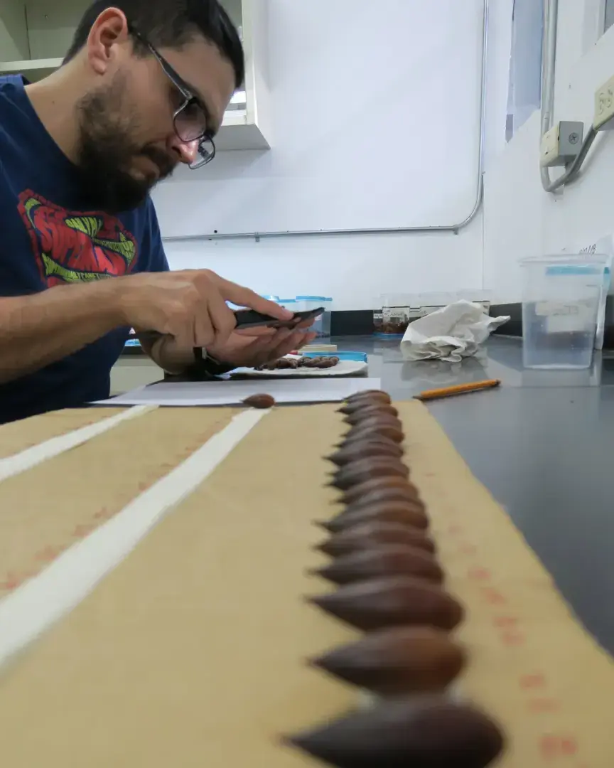 Тайна исчезающих речных дубов в Мексике