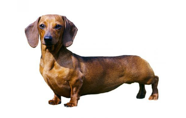 Таксы, разновидности