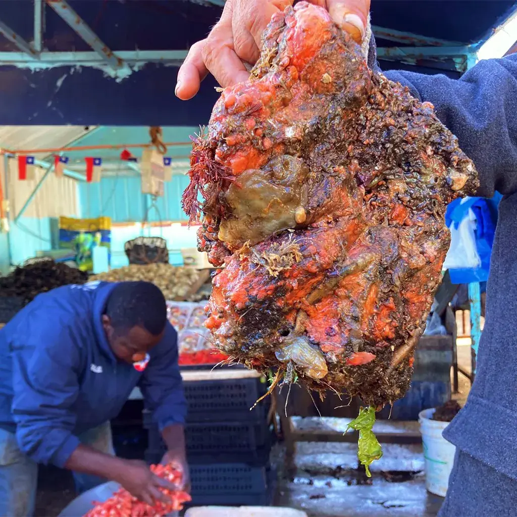 Чилийская «уродливая» съедобная асцидия