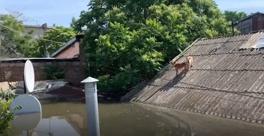 Волонтеры рискуют жизнью, спасая кошек и собак от наводнения после разрушения украинской плотины