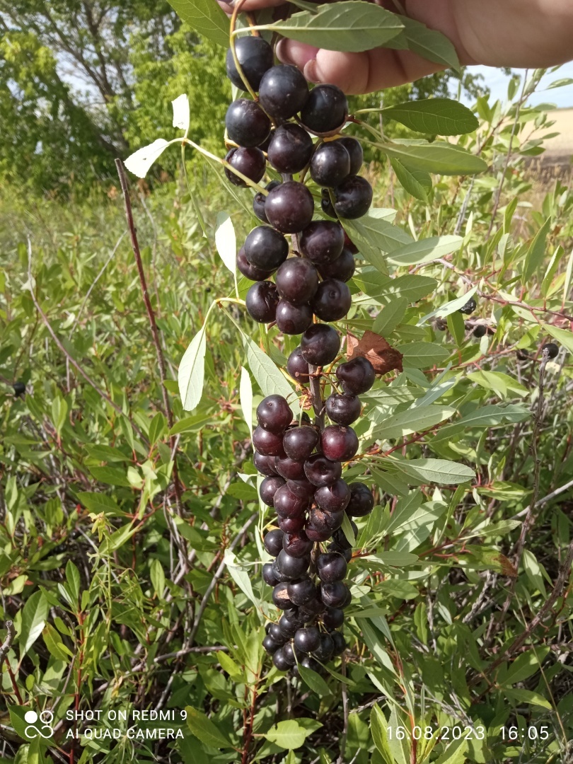 Черня вишня? Ностальгия...