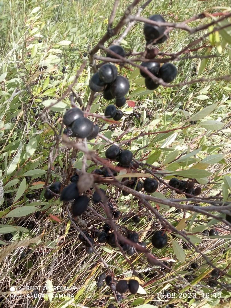 Черня вишня? Ностальгия...