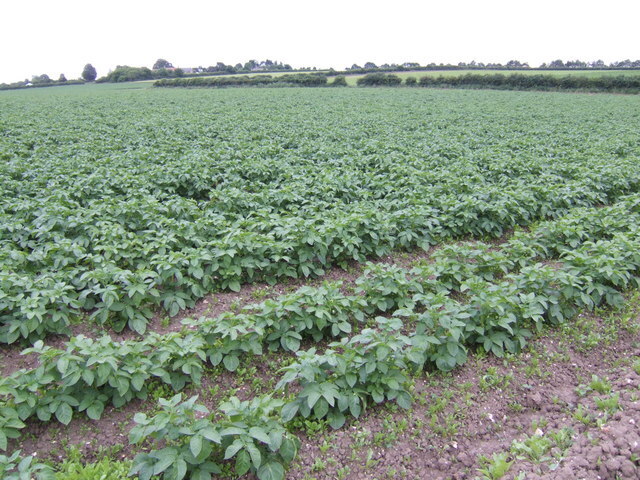 Посадил в общем оставшиеся 17 клубней картошки просто в траншею которую вскопал лопатой. Потом засыпал картошку землей и полил.