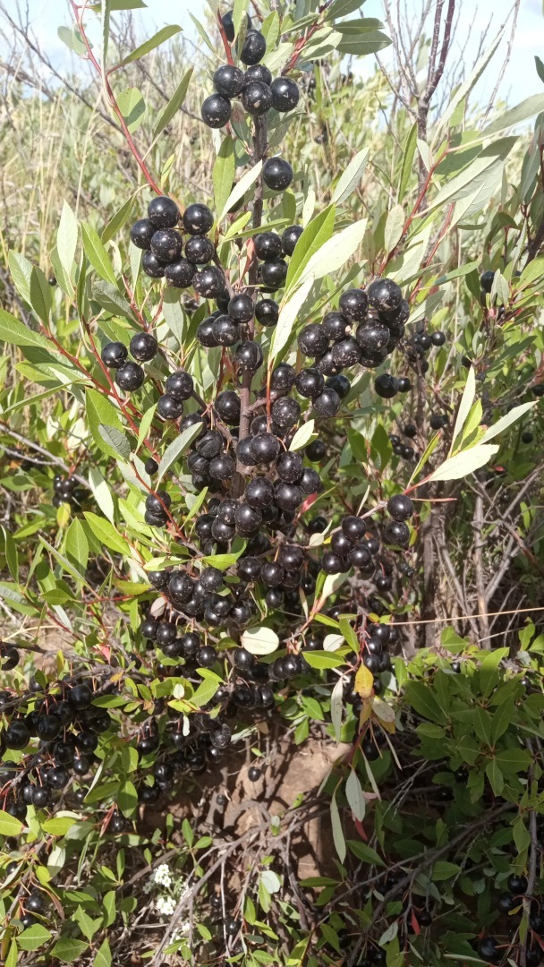 Черня вишня? Ностальгия...