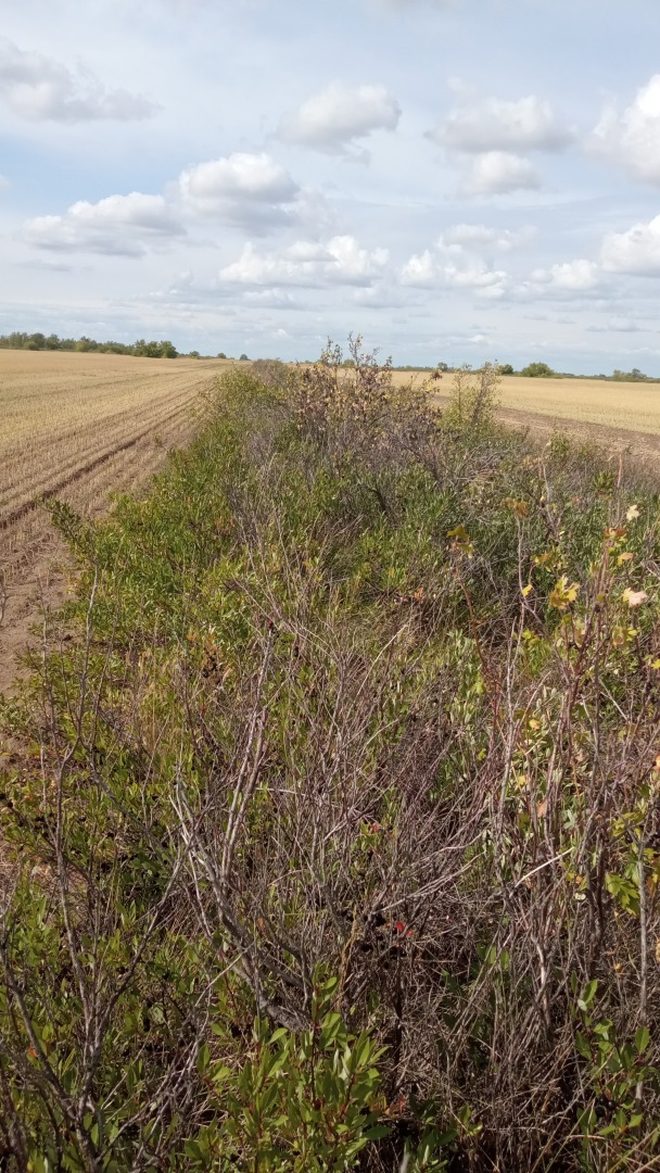 Черня вишня? Ностальгия...