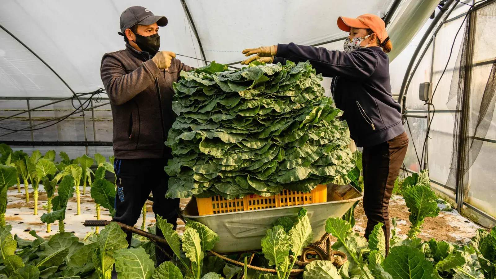 Фермеры повышают урожай с помощью электричества