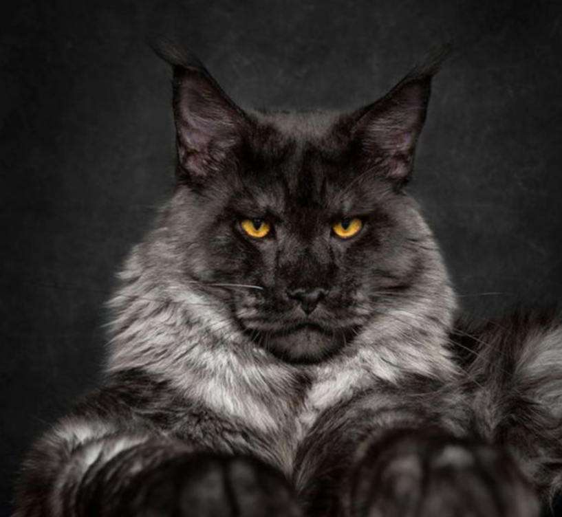 "Мейн-кун: великолепный джентельмен с огромным сердцем"