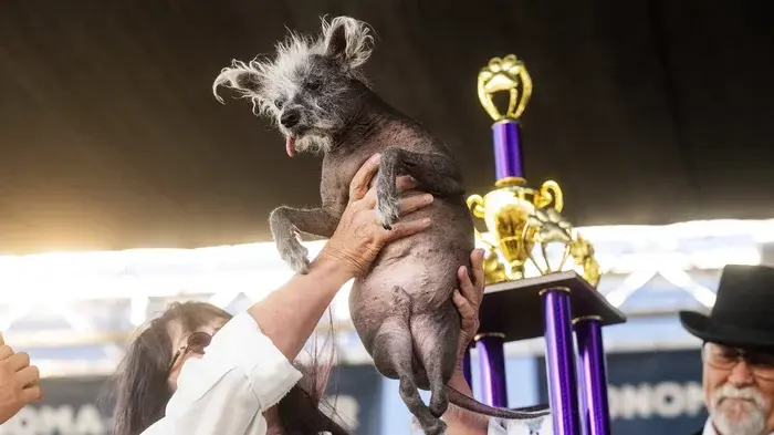 Знакомьтесь: Скутер, победитель конкурса "Самая уродливая собака в мире" этого года