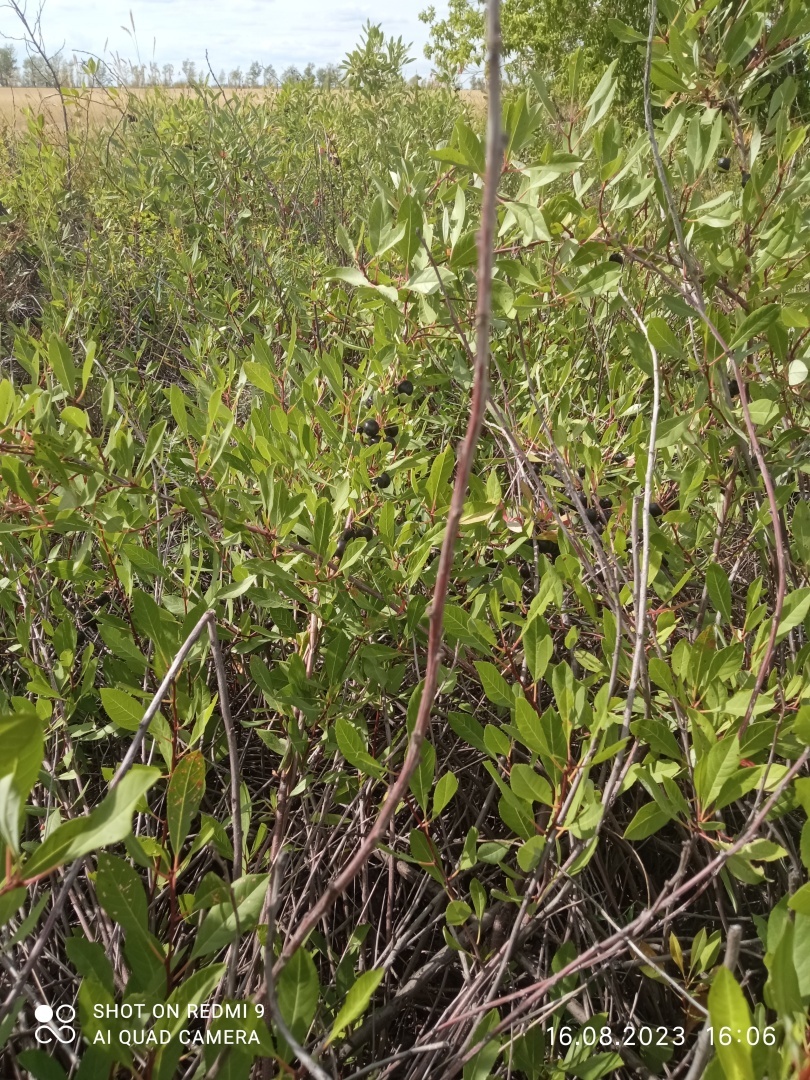 Черня вишня? Ностальгия...