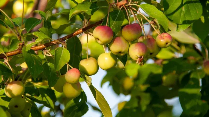 Яблочный Спас 19 августа 2023 года: традиции праздника, народные приметы, суеверия.Нужно съесть яблоко вечером и оставить его под подушкой до утра...