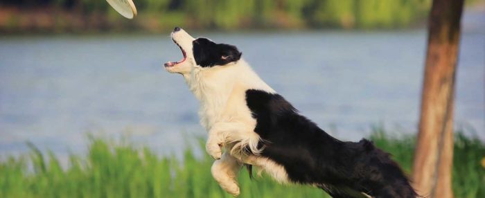 Самые атлетичные породы собак - ваш лучший выбор для товарища по тренировкам.