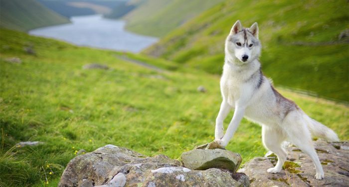 Самые атлетичные породы собак - ваш лучший выбор для товарища по тренировкам.