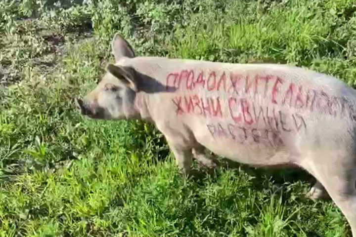 Жестокое оскорбление памяти фронтовиков в действии! Последует ли наказание подонков? ...