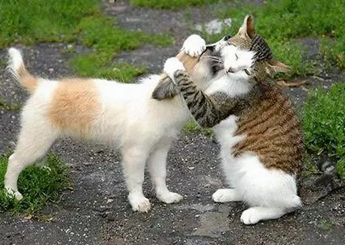 Как мозг взаимодействует с иммунной системой