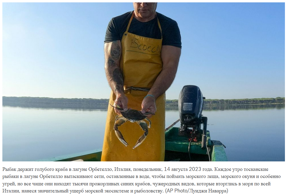 Летом справились с нашествием синих крабов