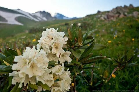 Кавказский заповедник