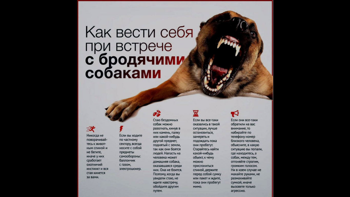 Защитить людей или собак?