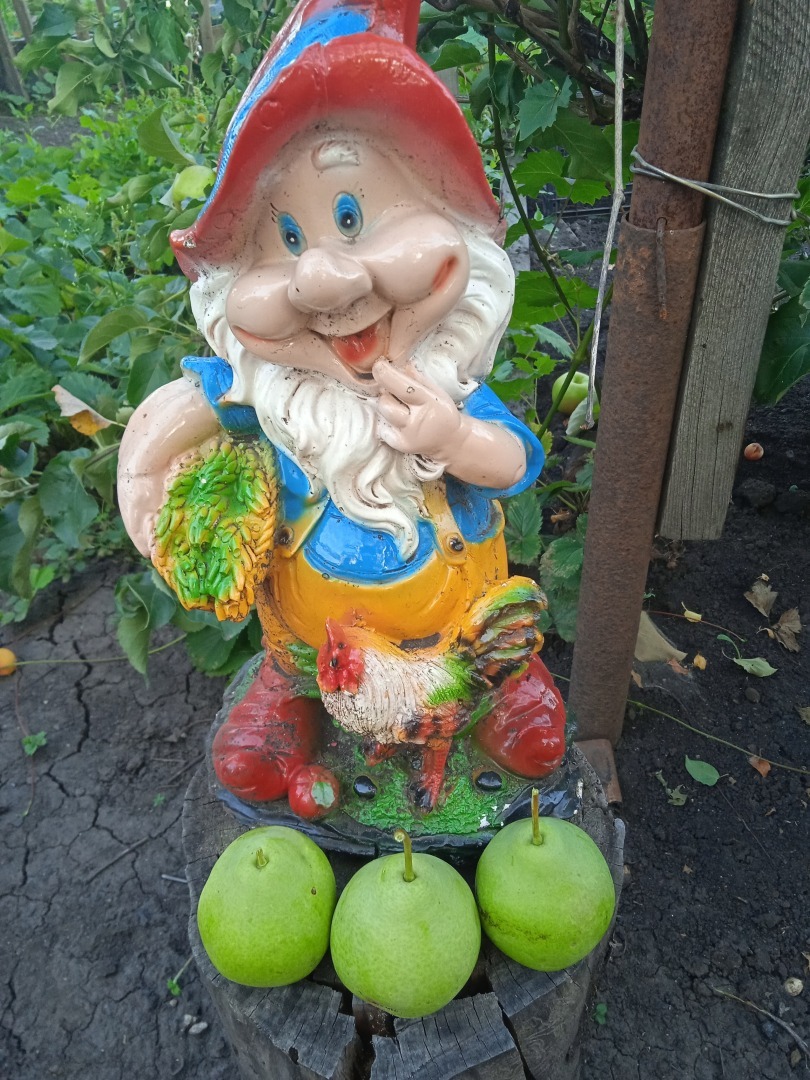 Яблоня-груша –это не фантастика!!! и не гибрид, а чудо, сотворенное своими руками. Мой опыт выращивания груш на яблони.