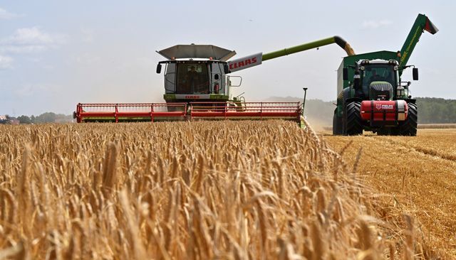 Урожай зерновых в Германии получился скудным