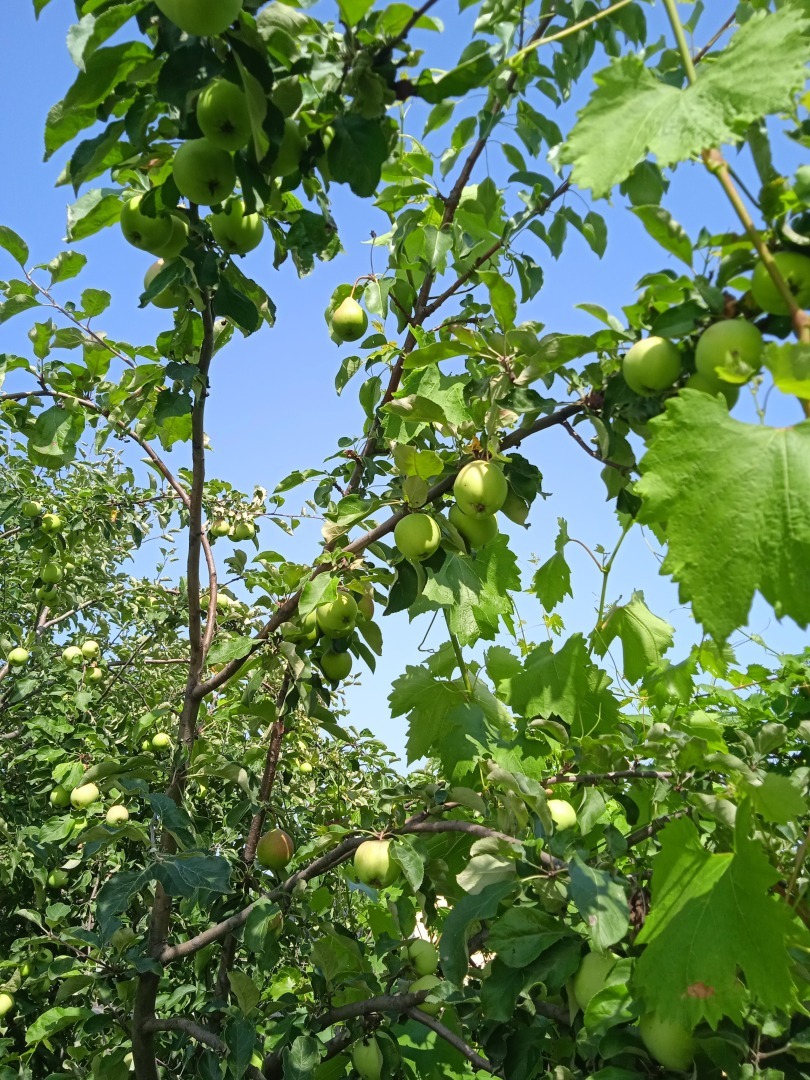 Яблоня-груша –это не фантастика!!! и не гибрид, а чудо, сотворенное своими руками. Мой опыт выращивания груш на яблони.