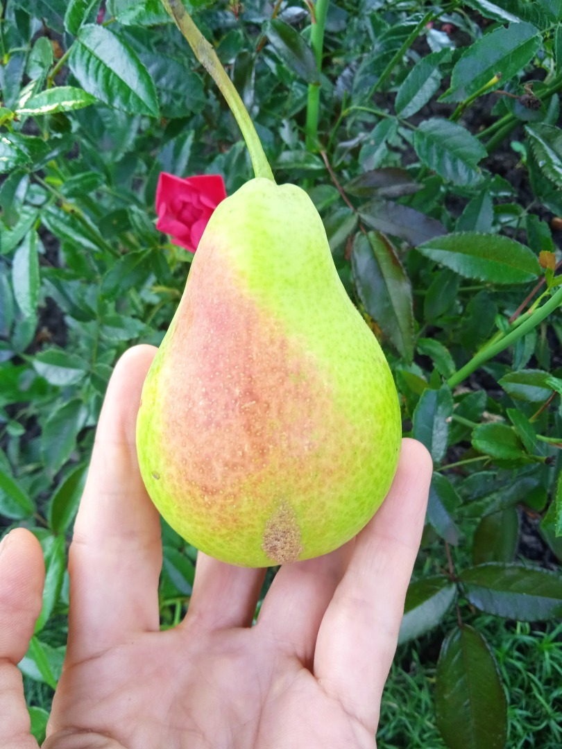 Яблоня-груша –это не фантастика!!! и не гибрид, а чудо, сотворенное своими руками. Мой опыт выращивания груш на яблони.