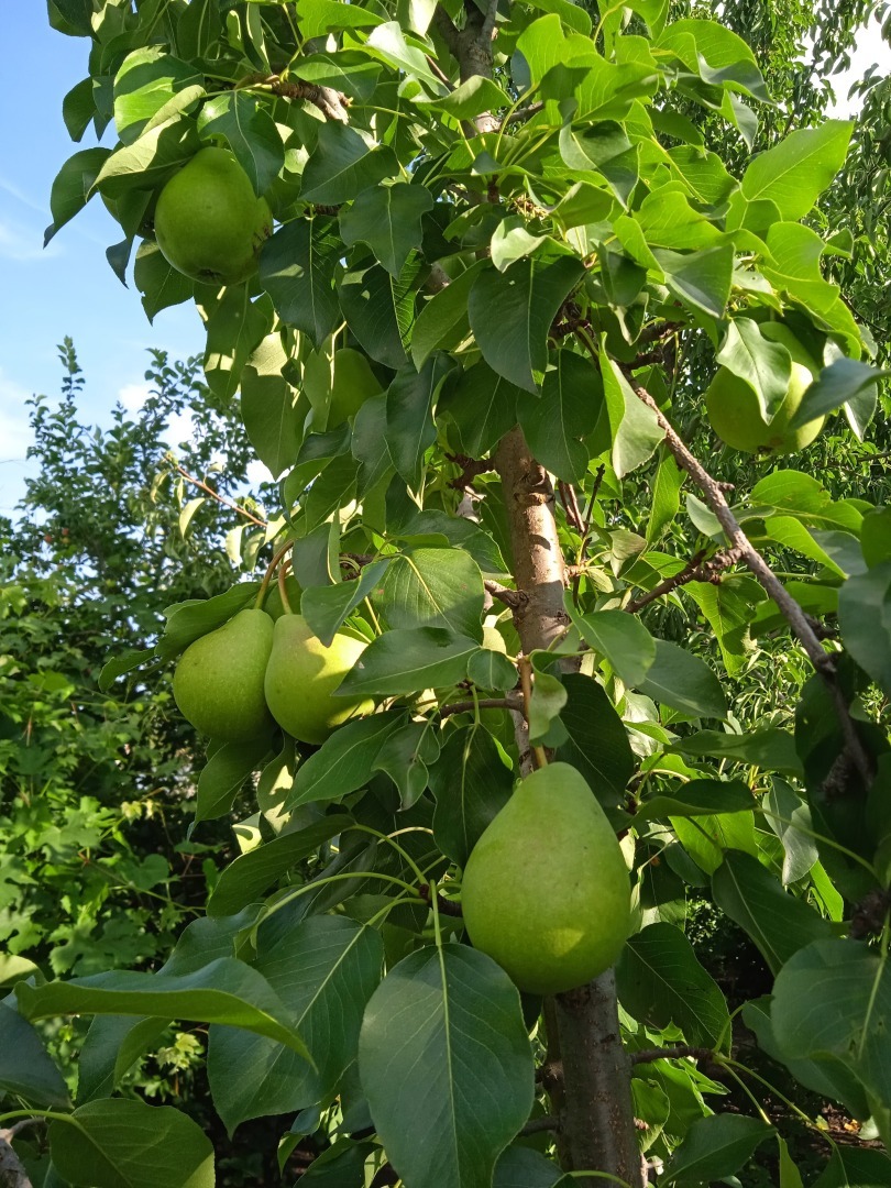 Яблоня-груша –это не фантастика!!! и не гибрид, а чудо, сотворенное своими руками. Мой опыт выращивания груш на яблони.