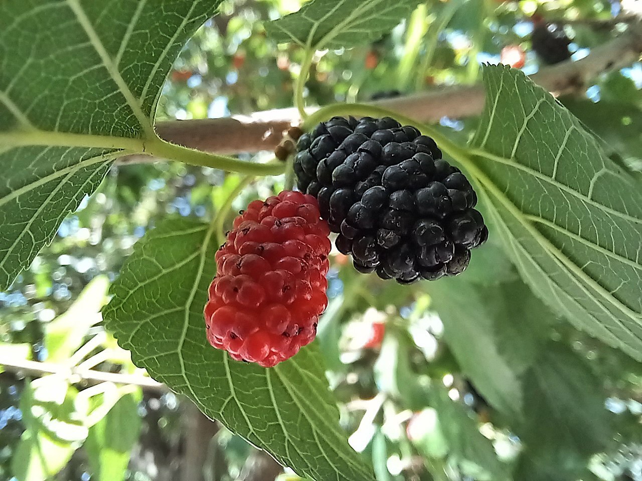 Я боролся, борюсь и буду бороться со сладким! А результат? Сладкое победило! Ультимативно! Раз и навсегда!