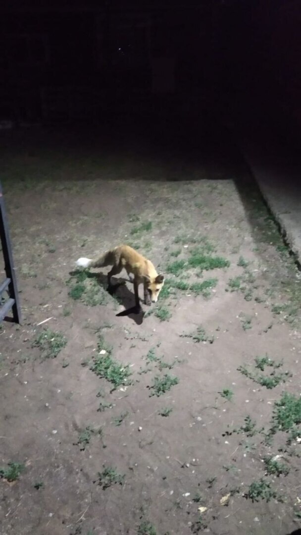 Бузулукский бор – 2023: мой отдых в сосновом бору. Национальный парк. Достопримечательности