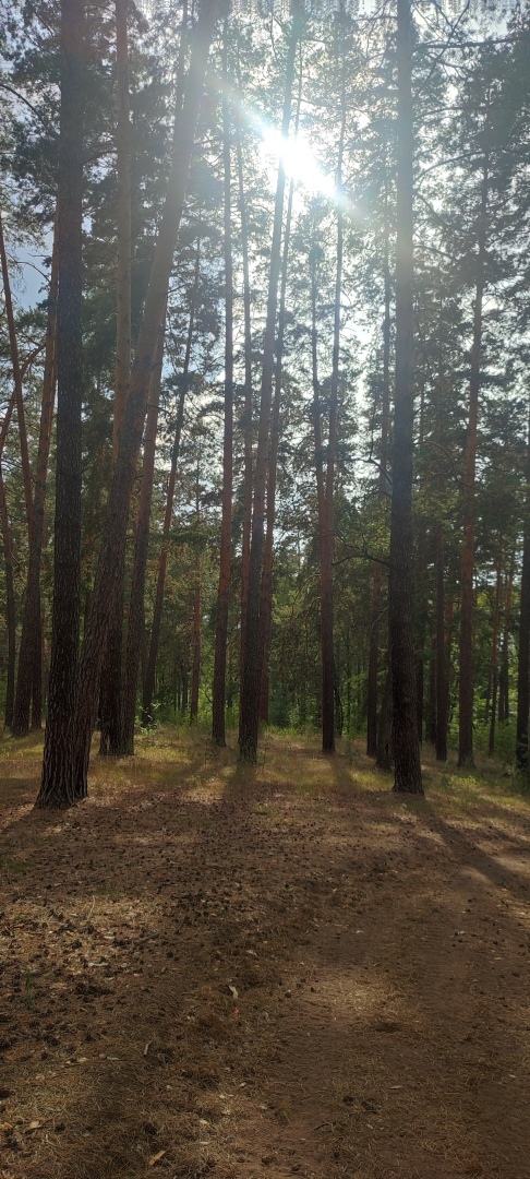 Бузулукский бор – 2023: мой отдых в сосновом бору. Национальный парк. Достопримечательности