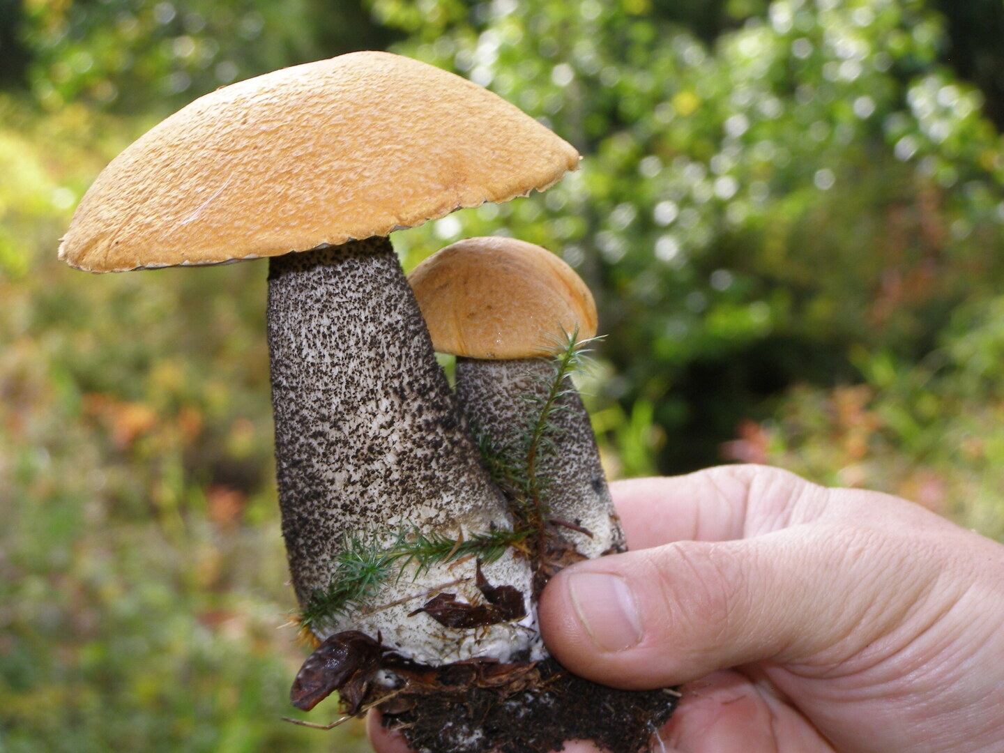 По грибы - по ягоды. Готовы смотаться на Камчатку?