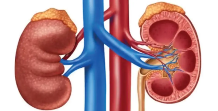8 привычек, которые разрушают ваши почки, даже если вы об этом не знаете