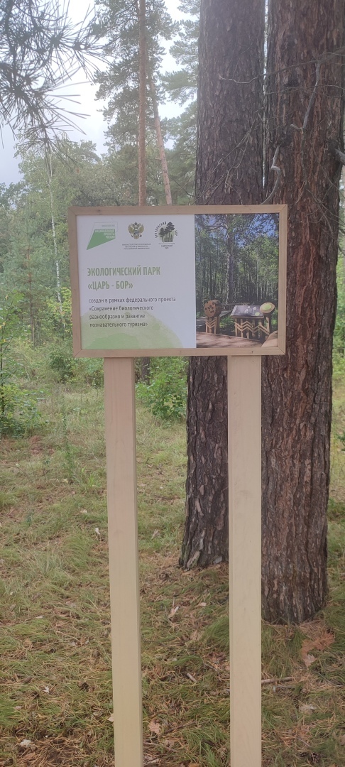 Бузулукский бор – 2023: мой отдых в сосновом бору. Национальный парк. Достопримечательности