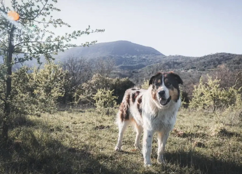 6 греческих пород собак, корни которых уходят в Древнюю Грецию