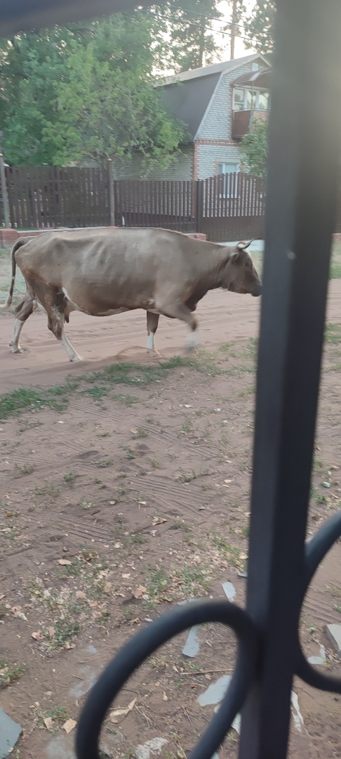 Бузулукский бор – 2023: мой отдых в сосновом бору. Национальный парк. Достопримечательности