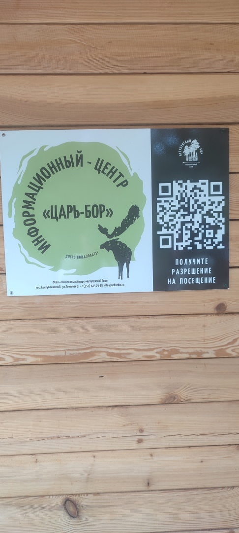 Бузулукский бор – 2023: мой отдых в сосновом бору. Национальный парк. Достопримечательности