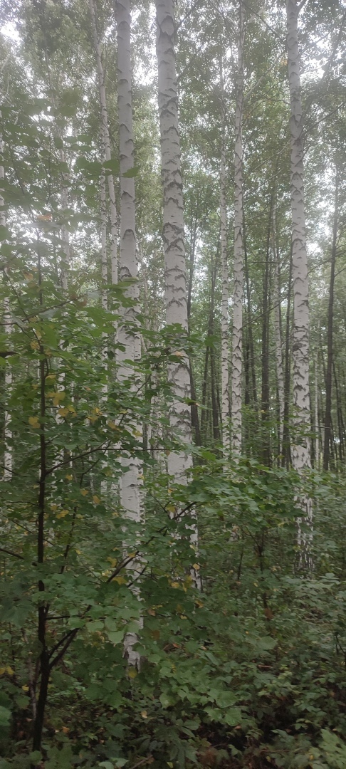 Бузулукский бор – 2023: мой отдых в сосновом бору. Национальный парк. Достопримечательности